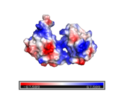 Figure 2. Electropositive binding cleft. Electropositive region shown in blue and electronegative region shown in red. The electropositive binding cleft accommodates the phosphodiester backbone of the RNA molecule to which Sxl binds.