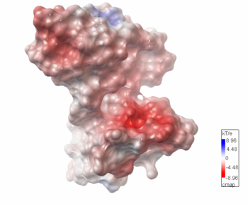 The electrostatic potential of Q8NX24. The figure was produced with Python Molecular Viewer.