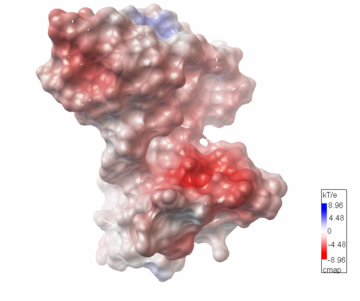 Fig. 2. The electrostatic potential of 1tsj. The figure was produced with Python Molecular Viewer.