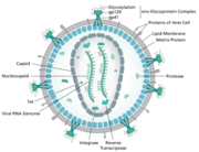 Figura 1. Estructura del VIH
