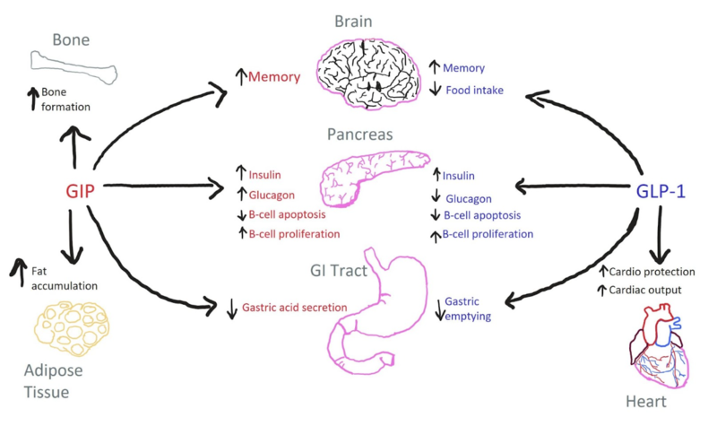 Image:GIP-GLP1-Use.png