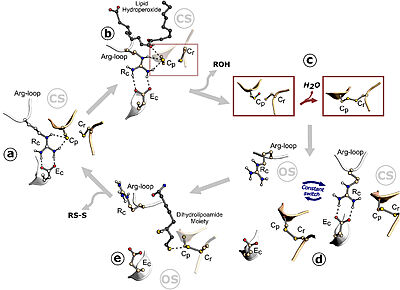 Figure 1. Ohr catalytic cycle. Image taken from Meireles et al. 2022