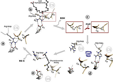 Figure 1. Ohr catalytic cycle. Image from Meireles et al. 2022
