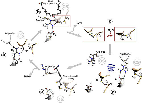 Figure 1. Ohr catalytic cycle. Image taken from Meireles et al. 2022