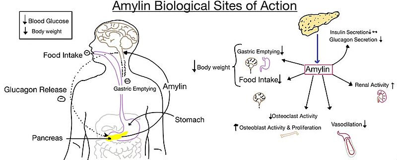 Image:Amylin biological role.jpg