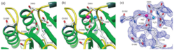 (a) Ribbon diagram of magnesium-free and (b)magnesium-bound forms of the CKI1RD active site. Magnesium ion (magenta) is approximately octahedrally coordinated. (c) 2Fo-Fc omit map of CKI1RD magnesium bound contoured at 1σ.  Conservation of the structure and sequence among known receiver domains. The magnesium ion and all atoms in radius of 5Å were omitted from phasing.