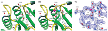 (a) Magnesium-free and (b)magnesium-bound forms of the CKI1RD active site. Magnesium ion (magenta) is approximately octahedrally coordinated. (c) 2Fo-Fc omit map of CKI1RD magnesium bound contoured at 1σ.  Conservation of the structure and sequence among known receiver domains. The magnesium ion and all atoms in radius of 5Å were omitted from phasing.