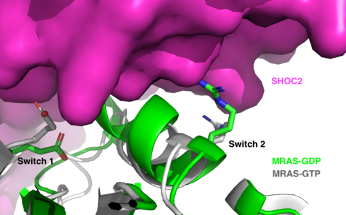 Figure 1:Steric clashing of Switch I and II of GDP bound MRAS (green) with the surface of SHOC2 (magenta). GTP-bound MRAS (white) removes steric clashing with SHOC2 allowing tight binding between GTP-MRAS and SHOC2.7UPI</div></font>