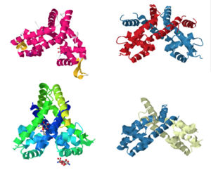 Members of the MarR protein family conserve a number of features including a general triangular shape, a two fold pseudosymmetric homo dimer, and a wingled helix-turn-helix pattern. Proteins 3BPX, 2FBK, 3KP5, and 2PFB (members of the MarR family) are pictured above.