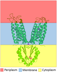 Figure 1. The distribution of YiiP through the membrane is shown. The CTD is shown highlighted in the yellow to show that it is in the cytoplasm and the TMD is highlighted with blue to show that it sits in the membrane