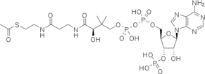 Structure of Acetyl-CoA