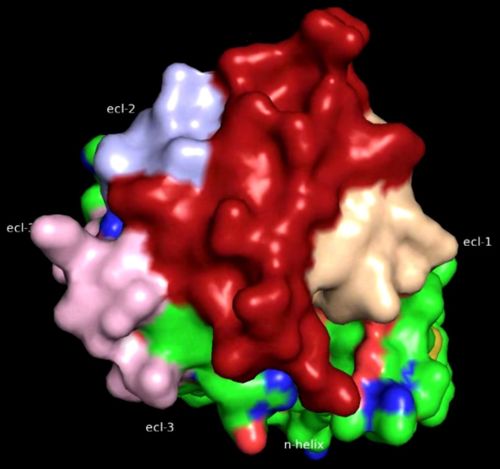 Fig9: N-Helix occluding the binding pocket(4).