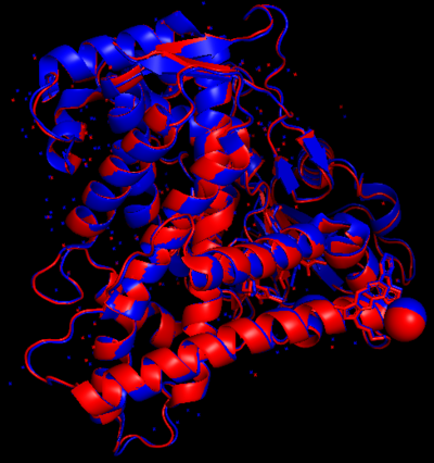 Figure 3.The Overlap of CYP2C9 wild type and CYP2C9star30. Figure 3 shows an overlap of CYP2C9 Wild Type and CYP2C9*30. It may demonstrate there is not so much difference in structure. However, Single nucleotide polymorphism(SNP) may influence its function without conformation changes.
