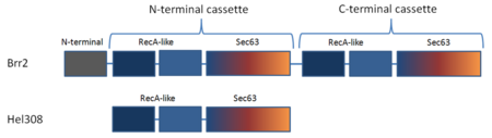 Figure1: Schematic representation of the domain organization in Brr2 and Hel308.