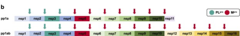 Image:Cleavage sites.png