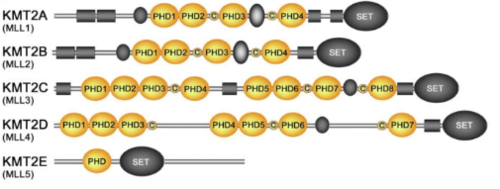 Figure 8.Schematic representation of the KMT2A-E subfamily