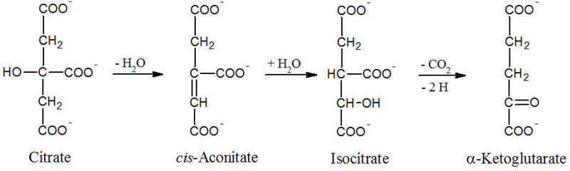 Image:Discovery 4.jpg