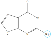 Structure of Guanine with exocyclic amino group circled in blue.