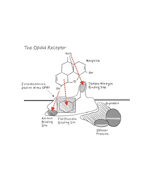 Morphine Orientation in an Opioid Receptor