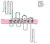 Snake Plot of GCGR TMD