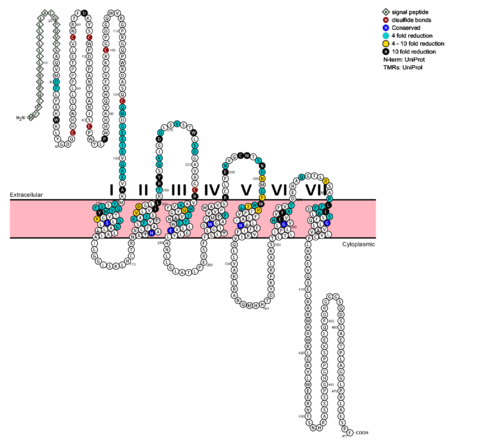 Fig. 6: Snake Plot of GCGR TMD