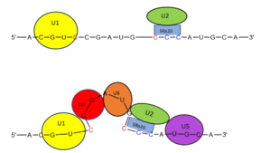 Figure 3. SRp20 works with U2 snRNP: Five snRNPs are needed in the eukaryotic splicing mechanism to facilitate the reaction. The U2 snRNP must attach to the 3’ splice site to bring together the 5’ and 3’ splice sites (red). SRp20 facilitates binding of U2 to the 3’ splice site by binding to the exonic splicing enhancer sequence (blue) in the RNA at the backbone. U2 must bind before the other snRNPs can bind to continue the mechanism.
