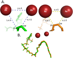 Differences between zinc and iron di-metal interactions with acetyl-CoA.