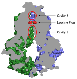 Figure 2. Locations of Cavities 1 and 2 and the Leucine Plug in ABCG2. The protein is in the inward-facing conformation with Cavity 1 open to the cytosol for substrate recruitment, the Leucine Plug intact, and Cavity 2 completely occluded. (5NJ3)