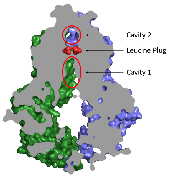 Image:Cavities and leucine plug abcg2.png