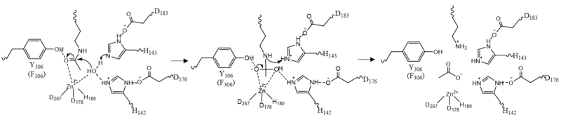 Figure 2: HDAC8 Mechanism: Tyr306 was mutated to Phe306 to determine the crystal structure in the pdb file 2v5w.