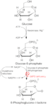 G6PD pathway. Obtained from Wikipedia