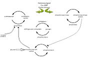 Figure 1: Diagram illustrating the enzyme cascade that occurs when hormones(and neural signals)catalyze the activation of phosphorylase through kinase activity and thus inactivating glycogen synthetase. Phosphatases inactivate phosphorylase and is regulated by phosphorylase itself as well as inhibitor proteins. High glucose concentratios also lead to the inactivation of phosphorylase (inactivation represented by open arrows). Diagram adapted from .