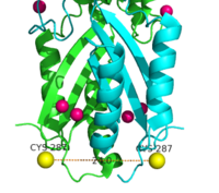 Figure 7. Labeled Cysteine resides measured with FRET showed the distance of the CTD of each monomer to be 24.0Å when saturated with Zn2+. Decrease in the Cys-Cys distance is indicative that both CTDs of YiiP were brought closer together.