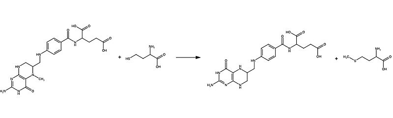 Image:MetHsynthase.jpeg