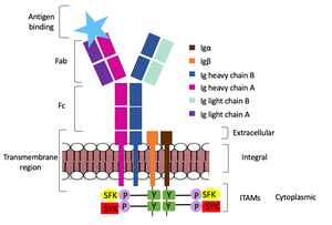 Figure 2. IgM Antibody Signal Transduction following Antigen Binding.