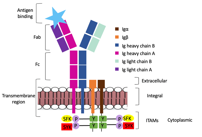 Image:Signal transduction-2.png