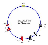 Chromosome map of the 4.6 Mb E.Coli genome indicating the location and orientation of Ter sites. The two groups of Ter sites are depicted in red and black respectively. An origin of replication (OriC) is also shown.