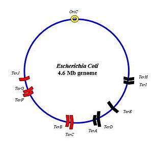 Chromosome map of the 4.6 Mb E.Coli genome indicating the location and orientation of Ter sites. The two groups of Ter sites are depicted in red and black respectively. An origin of replication (OriC) is also shown.
