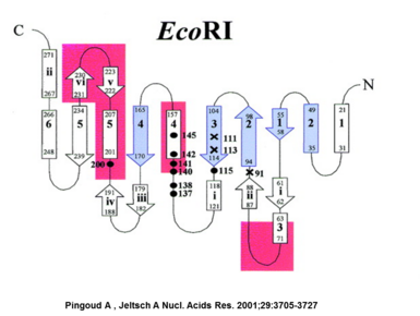 The topology of EcoRI restriction endonuclease.× catalytically important amino acid residues, • amino acid residues in interactions with DNA, pink regions: dimerization contacts
