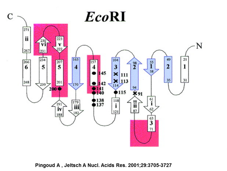 Image:Image1 EcoRI.png