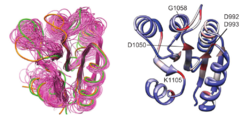 Structure and sequence conservation among known receiver domains. Left: Superimposition of 35 known crystal structures of receiver domains. Right: Representation of highly conserved residues among receiver domains (CKI1RD numbering)