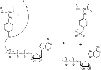 Figure 1.  The coolest image of this protein EVAH!!!