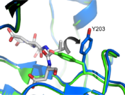 Tyrosine 203 Flip