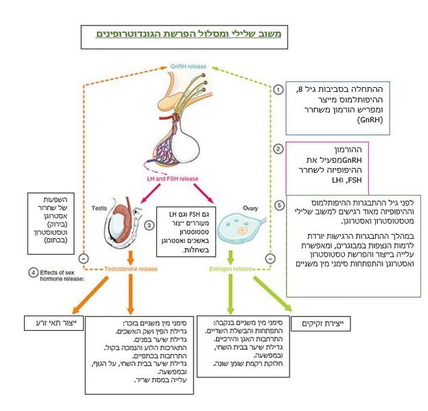 Image:משוב שלילי גונדוטרופינים.JPG