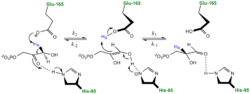 Classic Mechanism proposed by Knowles and co-workers.  Figure adapted from Harris et al. Biochemistry 1997, 26, 14661-14675