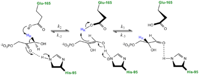 Classic Mechanism proposed by Knowles and co-workers.  Figure adapted from Harris et al. Biochemistry 1997, 26, 14661-14675