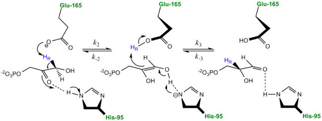 Classic Mechanism proposed by Knowles and co-workers.  Figure adapted from Harris et al. Biochemistry 1997, 26, 14661-14675
