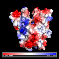 Electrostatic potential map of the CZB domain of Diguanylate Cyclase. Regions of relatively negative charge are in red and regions of relatively positive charge are in blue. Electrically neutral regions are in white