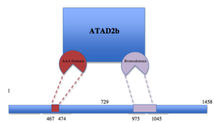 Figure 1. Schematic representation of ATAD2b with the two different subunits shown in different colors.