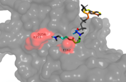 Figure 1. Image of the substrate Acetyl CoA bound in the groove of HAT1 (1BOB.pdb). The groove contains the hydrophobic pocket and is also contains the location of the active site.